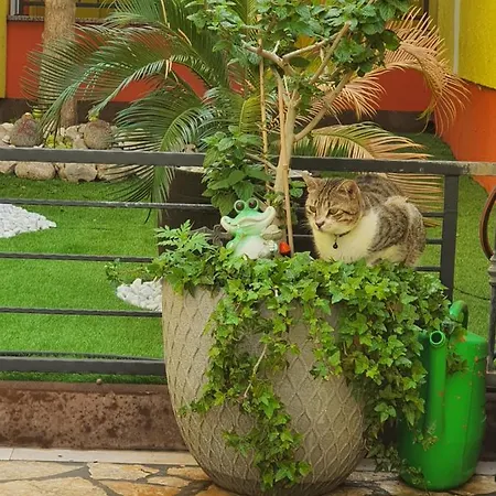 Maslina * Crikvenica