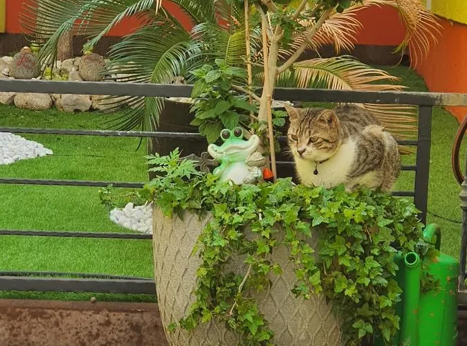 Maslina * Crikvenica